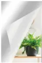 PET ESPEJO.webp